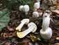 Karbolszagú csiperke (Agaricus xanthodermus), Mátra. Nyomásra azonnal, erősen sárguló tönkbázis és kalapszél